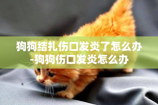 狗狗結扎傷口發炎了怎么辦-狗狗傷口發炎怎么辦