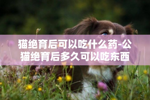 貓絕育后可以吃什么藥-公貓絕育后多久可以吃東西