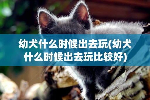 幼犬什么時候出去玩(幼犬什么時候出去玩比較好)