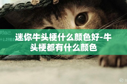 迷你牛頭梗什么顏色好-牛頭梗都有什么顏色