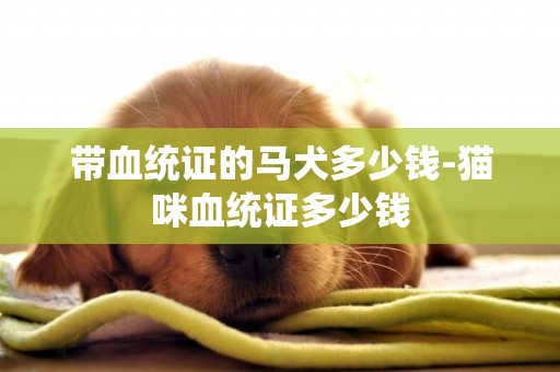 帶血統證的馬犬多少錢-貓咪血統證多少錢