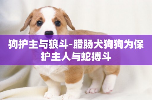 狗護主與狼斗-臘腸犬狗狗為保護主人與蛇搏斗