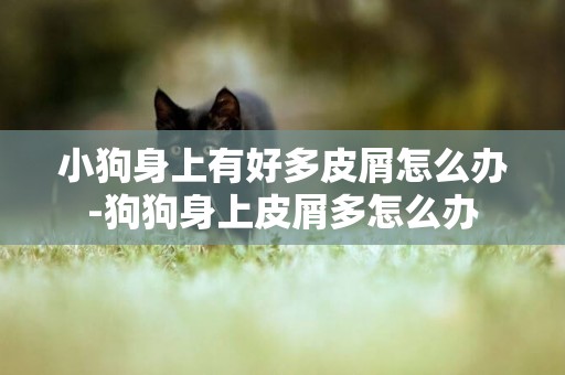 小狗身上有好多皮屑怎么辦-狗狗身上皮屑多怎么辦