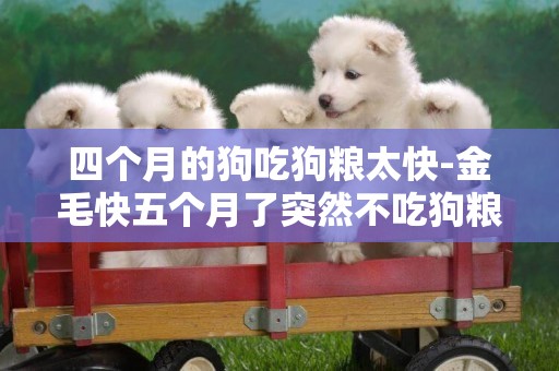 四個月的狗吃狗糧太快-金毛快五個月了突然不吃狗糧