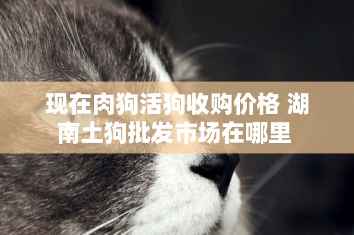 現在肉狗活狗收購價格 湖南土狗批發市場在哪里 
