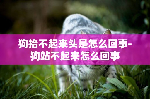 狗抬不起來頭是怎么回事-狗站不起來怎么回事