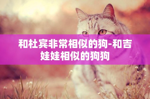 和杜賓非常相似的狗-和吉娃娃相似的狗狗