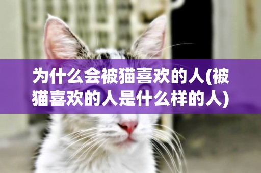 為什么會被貓喜歡的人(被貓喜歡的人是什么樣的人)