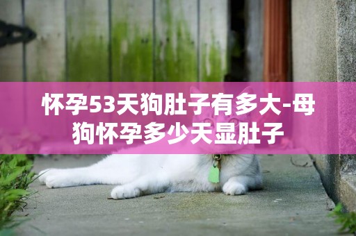 懷孕53天狗肚子有多大-母狗懷孕多少天顯肚子