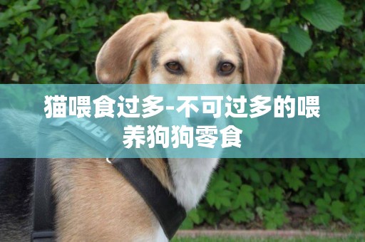 貓喂食過多-不可過多的喂養狗狗零食