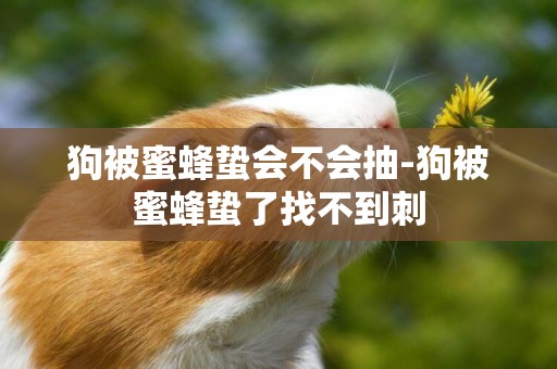 狗被蜜蜂蟄會不會抽-狗被蜜蜂蟄了找不到刺