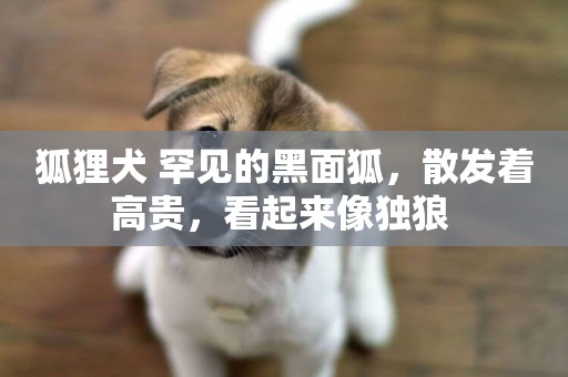 狐貍犬 罕見的黑面狐，散發著高貴，看起來像獨狼 