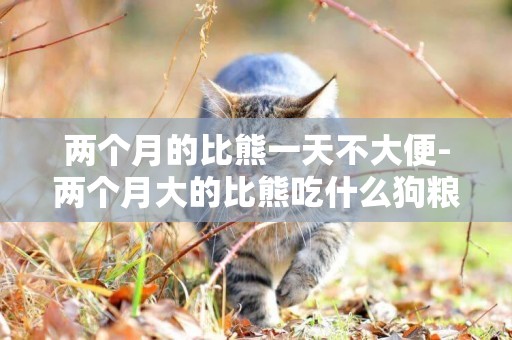 兩個月的比熊一天不大便-兩個月大的比熊吃什么狗糧好