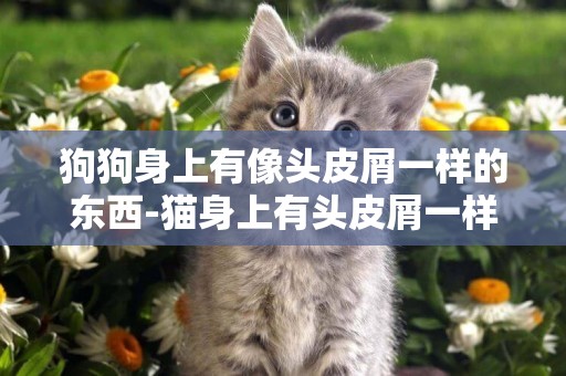 狗狗身上有像頭皮屑一樣的東西-貓身上有頭皮屑一樣的東西是什么
