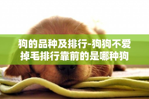 狗的品種及排行-狗狗不愛掉毛排行靠前的是哪種狗