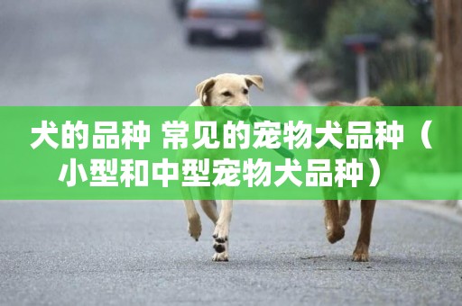 犬的品種 常見的寵物犬品種（小型和中型寵物犬品種） 