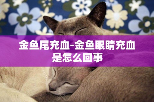金魚尾充血-金魚眼睛充血是怎么回事