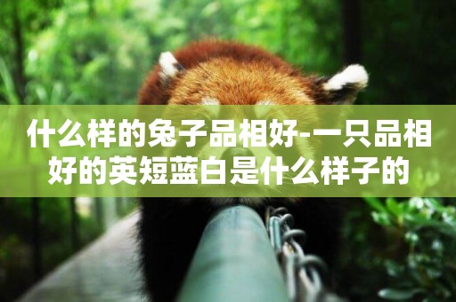 什么樣的兔子品相好-一只品相好的英短藍白是什么樣子的