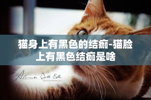 貓身上有黑色的結痂-貓臉上有黑色結痂是啥