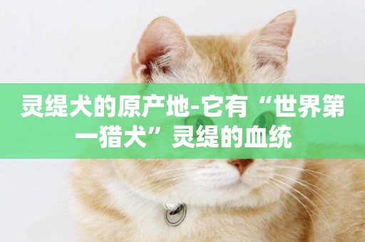 靈緹犬的原產地-它有“世界第一獵犬”靈緹的血統