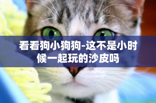 看看狗小狗狗-這不是小時候一起玩的沙皮嗎