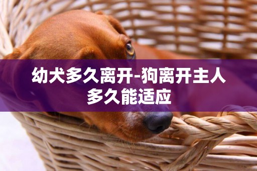 幼犬多久離開-狗離開主人多久能適應