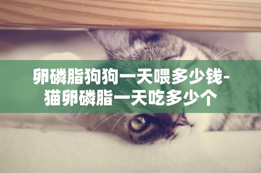 卵磷脂狗狗一天喂多少錢-貓卵磷脂一天吃多少個