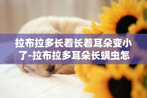 拉布拉多長著長著耳朵變小了-拉布拉多耳朵長螨蟲怎么辦