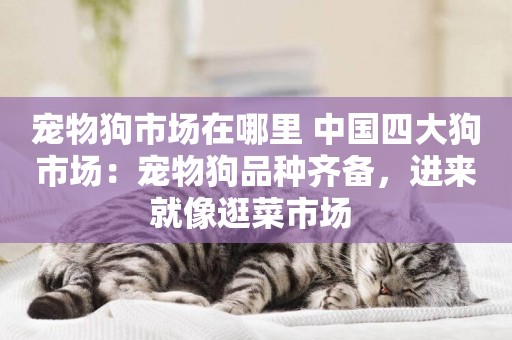 寵物狗市場在哪里 中國四大狗市場：寵物狗品種齊備，進來就像逛菜市場 