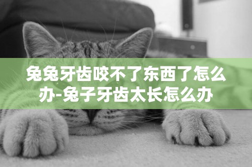 兔兔牙齒咬不了東西了怎么辦-兔子牙齒太長怎么辦
