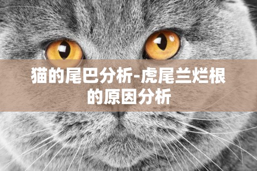 貓的尾巴分析-虎尾蘭爛根的原因分析