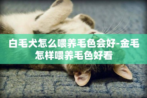 白毛犬怎么喂養毛色會好-金毛怎樣喂養毛色好看