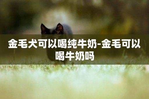 金毛犬可以喝純牛奶-金毛可以喝牛奶嗎