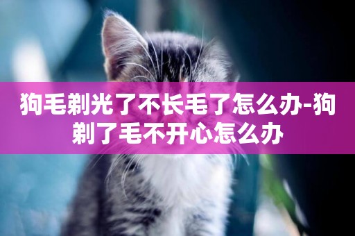 狗毛剃光了不長毛了怎么辦-狗剃了毛不開心怎么辦