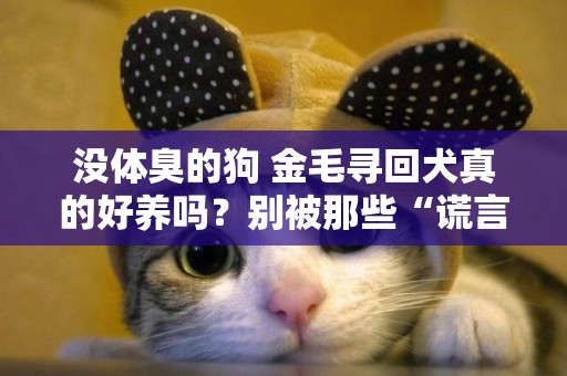 沒體臭的狗 金毛尋回犬真的好養嗎？別被那些“謊言”騙了，盤點它的6大缺點 
