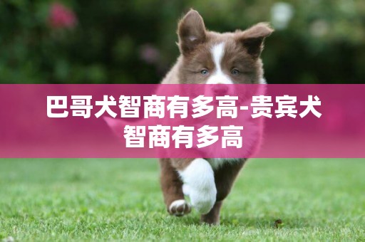 巴哥犬智商有多高-貴賓犬智商有多高