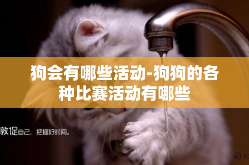狗會有哪些活動-狗狗的各種比賽活動有哪些