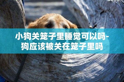 小狗關籠子里睡覺可以嗎-狗應該被關在籠子里嗎