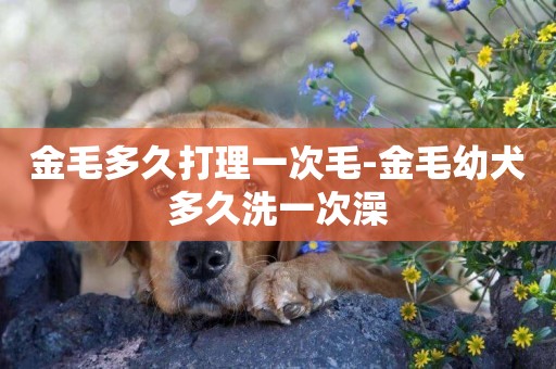 金毛多久打理一次毛-金毛幼犬多久洗一次澡