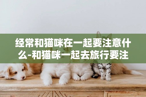 經常和貓咪在一起要注意什么-和貓咪一起去旅行要注意什么