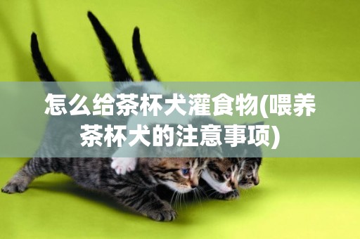 怎么給茶杯犬灌食物(喂養茶杯犬的注意事項)