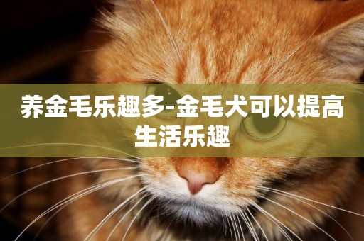 養金毛樂趣多-金毛犬可以提高生活樂趣