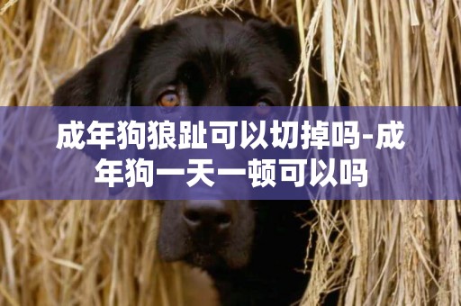 成年狗狼趾可以切掉嗎-成年狗一天一頓可以嗎