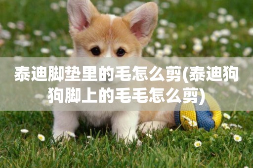 泰迪腳墊里的毛怎么剪(泰迪狗狗腳上的毛毛怎么剪)