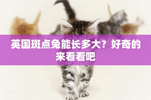英國斑點兔能長多大？好奇的來看看吧