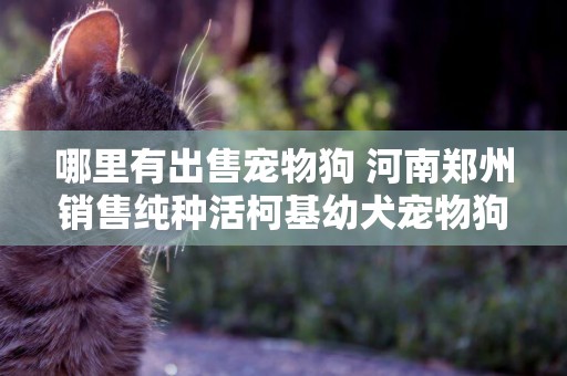 哪里有出售寵物狗 河南鄭州銷售純種活柯基幼犬寵物狗雙色柯基三色柯基小型短腿柯基幼犬 