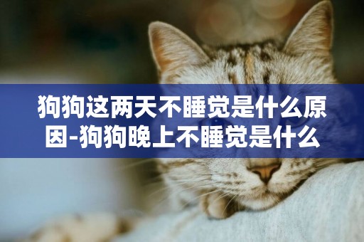 狗狗這兩天不睡覺是什么原因-狗狗晚上不睡覺是什么原因