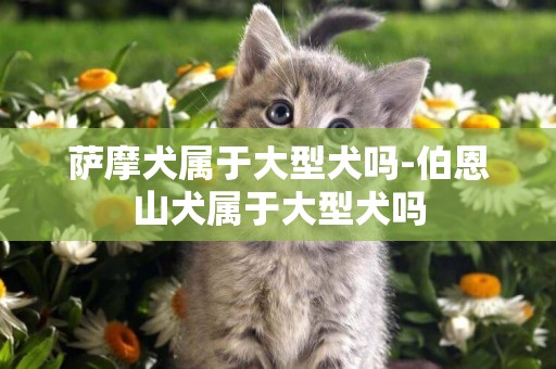 薩摩犬屬于大型犬嗎-伯恩山犬屬于大型犬嗎