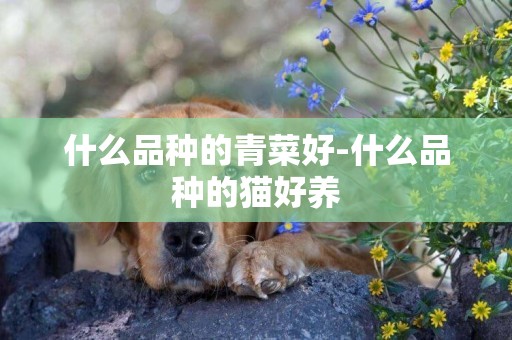 什么品種的青菜好-什么品種的貓好養