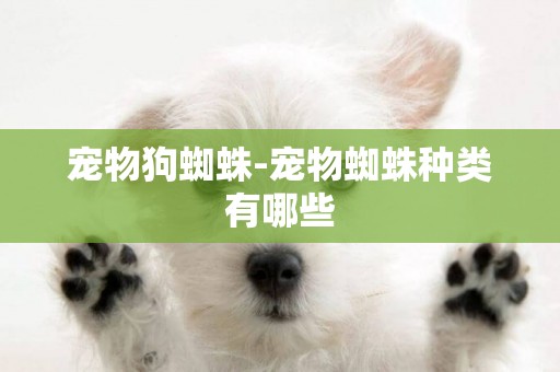 寵物狗蜘蛛-寵物蜘蛛種類有哪些